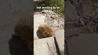 Echidna just walking on by on our hike in Tasmania Australia echidnas cuteanimals tasmania [upl. by Gessner]