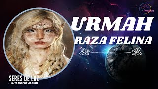 😼QUIENES SON LA RAZA FELINA 😼URMAH 😼RAZA COSMICA FELINA GUERREROS GALÁCTICOS 😼 [upl. by Nevlin]