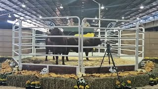 Considerata SA 7th Droughtmaster Auction live from Afridome Showgrounds [upl. by Niawtna]