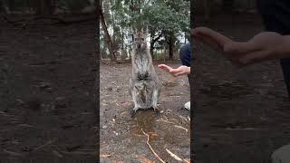 Wallaby Australia wallaby [upl. by Fannie]