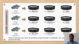 Productive performance of female tilapia Oreochromis niloticus under different management methods [upl. by Greysun862]