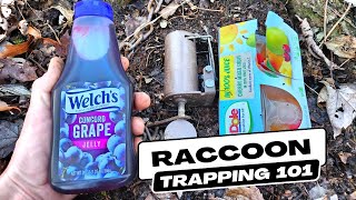 How To Catch Raccoons Quickly With Foot Hold Dog Proof Traps [upl. by Werby189]