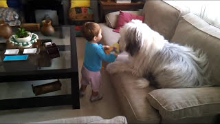 Bobtail en acción vs Carla Old english sheepdog [upl. by Jeanne]