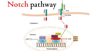 Notch signaling pathway [upl. by Rogerg649]