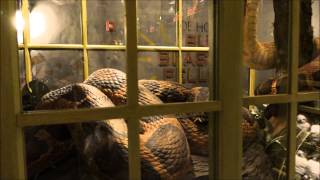 Magical Menagerie Diagon Alley Universal Studios Florida [upl. by Yatzeck]