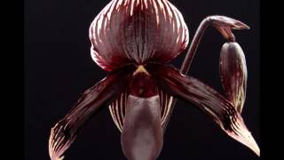 The Most Expensive Orchid in the World  Paphiopedilum Rothschildianum [upl. by Anovad]