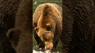 Meet Brody The Largest Kodiak Bear in Captivity animals [upl. by Jadd]