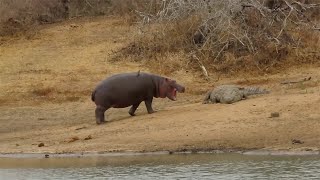 Hippo calf getting too close for comfort to a crocodile [upl. by Mathis]