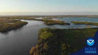 Witness Restoration  Upper Barataria Marsh Creation [upl. by Mag]