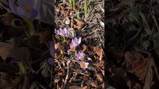 Crocus Blue Pearl in February [upl. by Baun]