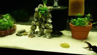 Added pool filter sand to my 55g Fancy Goldfish aquarium [upl. by Eniamrej]