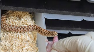 Feeding adults and baby hognose snakes [upl. by Robertson754]