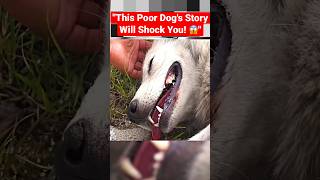 quotThis Poor Dogs Story Will Shock You 😱quot [upl. by Becki]