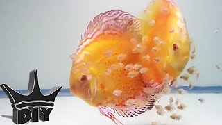 HOW TO Breed Discus fish [upl. by Weinrich]