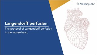 Langendorff perfusion  the protocol of Langendorff perfusion in the mouse heart [upl. by Karola]