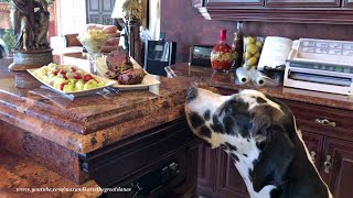 Great Danes Sample Mashed Potatoes And 500 Degree Filet Roast Recipe [upl. by Kerk]