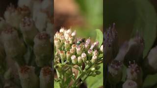 Metallic green Sweat Bee visits Camphorweed [upl. by Alejandrina]