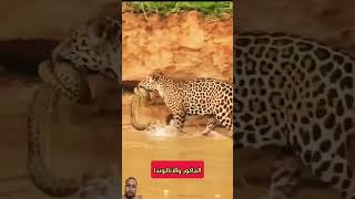 tigerlion newmusic animals lion newmusicrelease newsong funny punjabimusic wildlife [upl. by Aleyam]