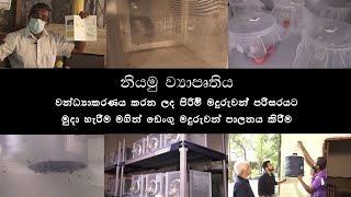 Sterile Insect Technique to Control Dengue Mosquitoes Sinhala [upl. by Atiuqihc892]