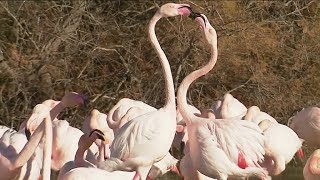 La magnifique parade nuptiale des flamants roses en Camargue [upl. by Obrien282]