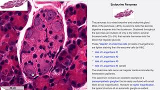 HISTOLOGI BUKSPYTTKJERTELEN PANCREAS [upl. by Fabozzi520]