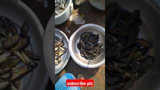 দেশি মেনি কই মাছ savlogs fish mychannel shortvideo [upl. by Signe]