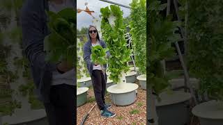 Easyways39 Romaine lettuce grown outdoors on an aeroponic Tower Garden [upl. by Kcirdez310]