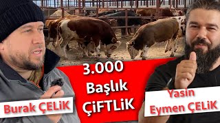 ÇİFTLİĞE GELEN BESİ DANALARINA İLK NE YAPMALI [upl. by Retsel]