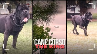 The King s Smile  CaneCorso [upl. by Bondy]