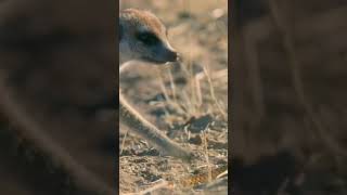 Cobra vs Meerkat wild Africa shortswildlife [upl. by Goulden902]