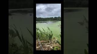 Soon Mr Murry duckhunting labradorretriever waterfowl [upl. by Ahsekahs]