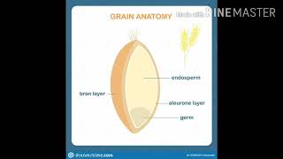 Aleurone layer and its ploidy [upl. by Oratnek]