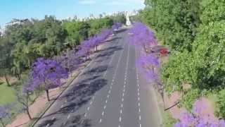 Jacarandá en la Ciudad de Buenos Aires [upl. by Burnight54]