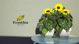 Evanthia  Helianthus Sunsation® [upl. by Ainot]