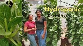 HYDROPONIC FARMINGMaximazing space and increasing the quantity of your harvestOrganic farming [upl. by Gney]