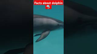 Interesting Facts about dolphin shorts facts dolphin trending viralshort viralvideos short [upl. by Hakon]