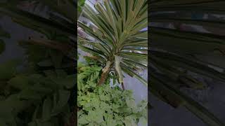 Elephantipes plant 🪴 shorts natureplant gardenplant bollywood music song 🙂🧸 [upl. by Bendick]