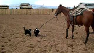 Border Collie Pups Lead Cutting Horse [upl. by Silvie]