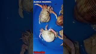 The Albino Hermit Crab Coenobita Rugosus [upl. by Rozelle]