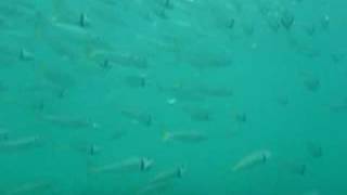 Atlantic mackerel Scomber scombrus feeding [upl. by Magena]