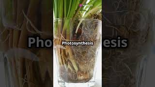 Photosynthesis vs Cellular Respiration The Ultimate Showdown facts knowledge education [upl. by Lorac]