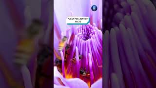 Plant Pollination Facts shorts plantpollination pollinationfacts [upl. by Adalie]