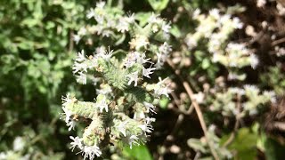 Syrian Oregano  Origanum Syriacum Zahter [upl. by Rodina182]