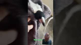 Magpie asks couple for help thedodo animals pets dog [upl. by Helfand]