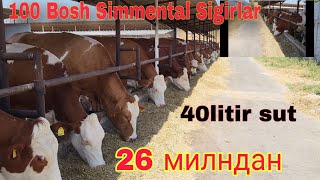 100 Bosh👍 Simmental Sigirlar🐄 26mln 40 Litirdan Sut🥛 beradiganlari Sotiladi ☝️ [upl. by Nylatsyrk]