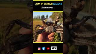 ◀️ subscribe ◀️crabs has a natural herbicideschina farmers farming shorts [upl. by Rabah]