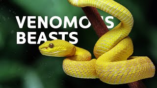 Tracking The Deadliest Snakes Across The World  Venomous Snakes Documentary [upl. by Yentruoc]