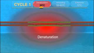 PCR – PolymeraseKettenreaktion Wie funktioniert das [upl. by Minsk537]