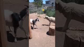 Goat herding sheep goat sheep funnyanimals farmlife outdoors funnygoat farmanimals animals [upl. by Rey]