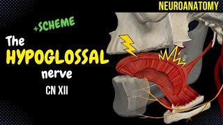 CN 12 Hypoglossal Nerve EASY Scheme  Animation [upl. by Kai]